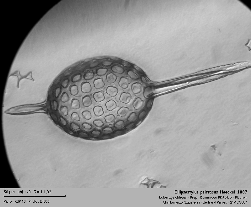Ellipsostylus psittacus Haeckel, 1887 #5601