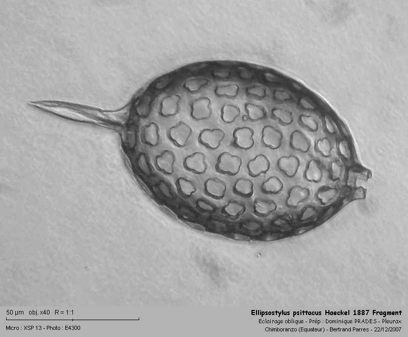 Ellipsostylus psittacus Haeckel, 1887 #5602