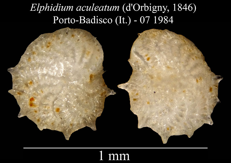 Elphidium aculeatum #56012