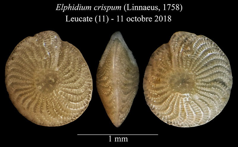 Elphidium crispum #56773