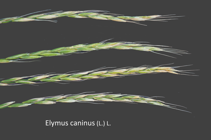 Elymus caninus (L.) L. : le chiendent des chiens #60085