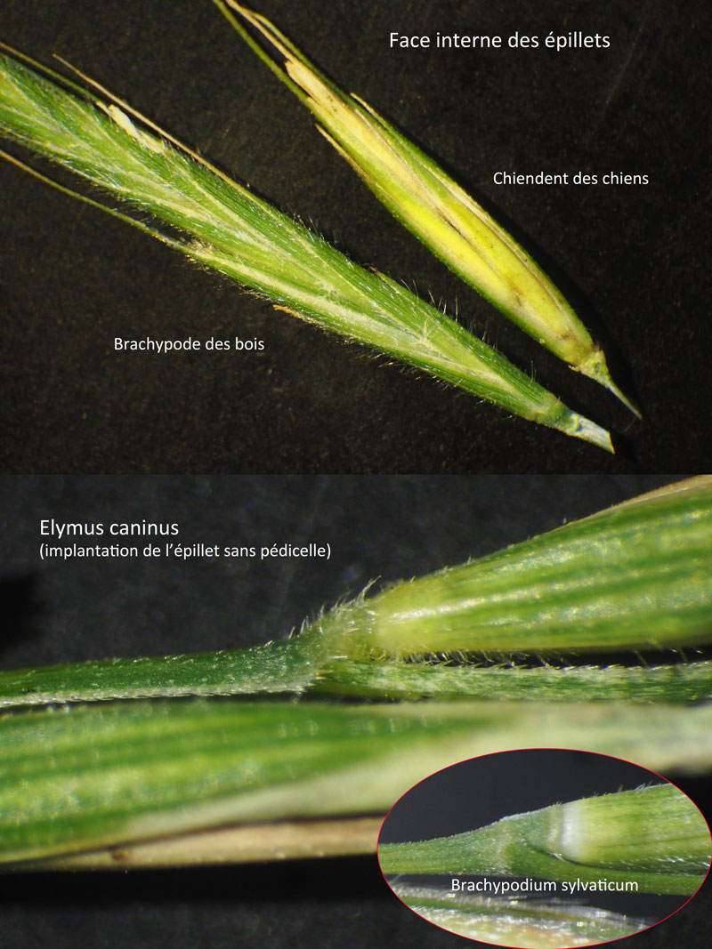 Elymus caninus (L.) L. : le chiendent des chiens #60083