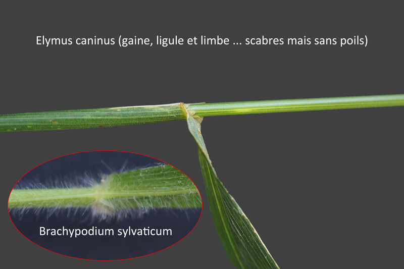 Elymus caninus (L.) L. : le chiendent des chiens #60082