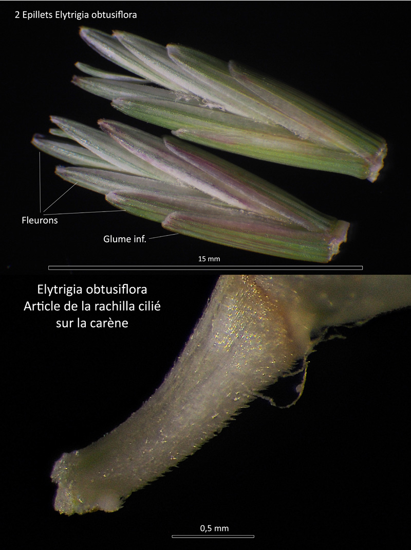 Elytrigia obtusiflora (DC.) Tzvelev ssp. obtusiflora #67593