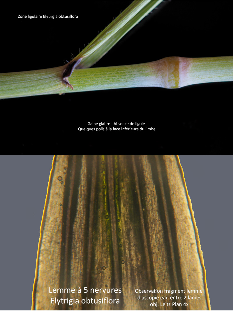 Elytrigia obtusiflora (DC.) Tzvelev ssp. obtusiflora #67592
