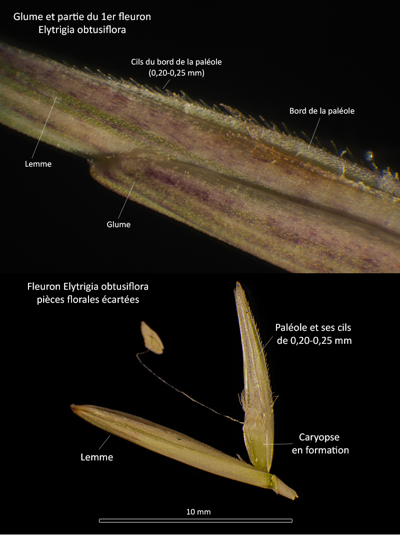 Elytrigia obtusiflora (DC.) Tzvelev ssp. obtusiflora #67594