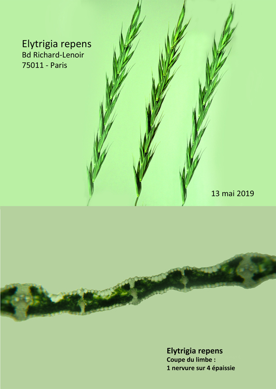 Elytrigia repens et Elytrigia campestris #59536