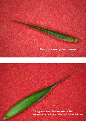 Elytrigia repens et Elytrigia campestris #59550