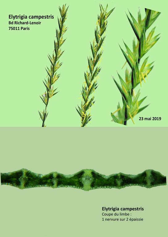 Elytrigia repens et Elytrigia campestris #59537