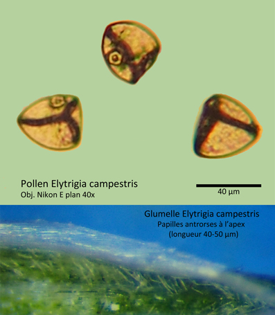 Elytrigia repens et Elytrigia campestris #59551