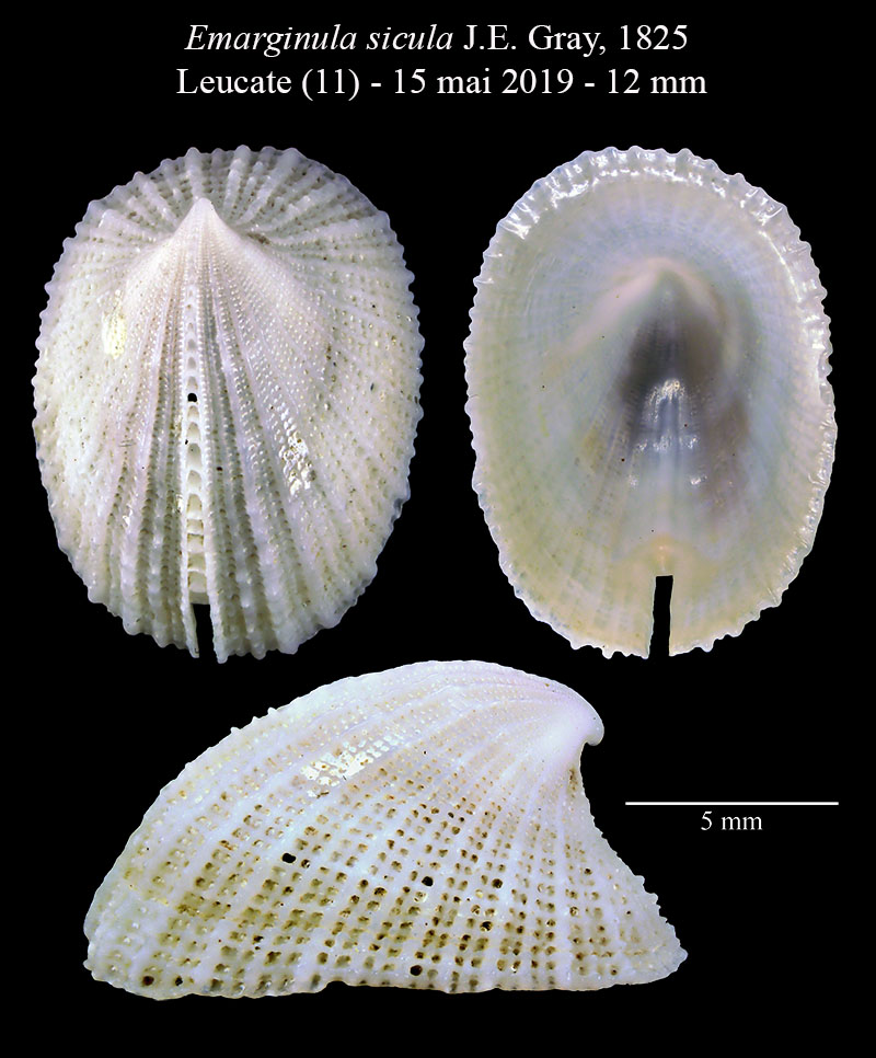 Emarginula sicula #59540