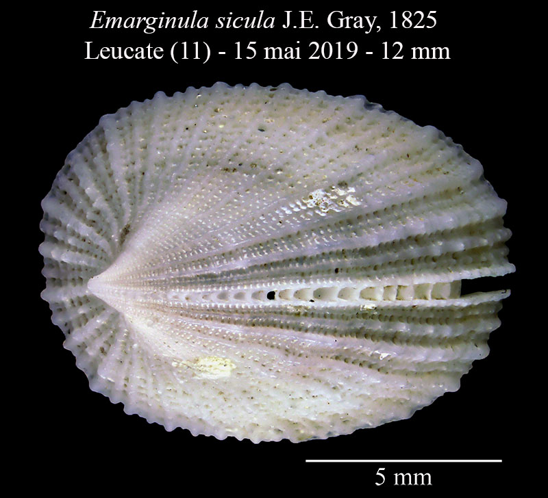 Emarginula sicula #59541