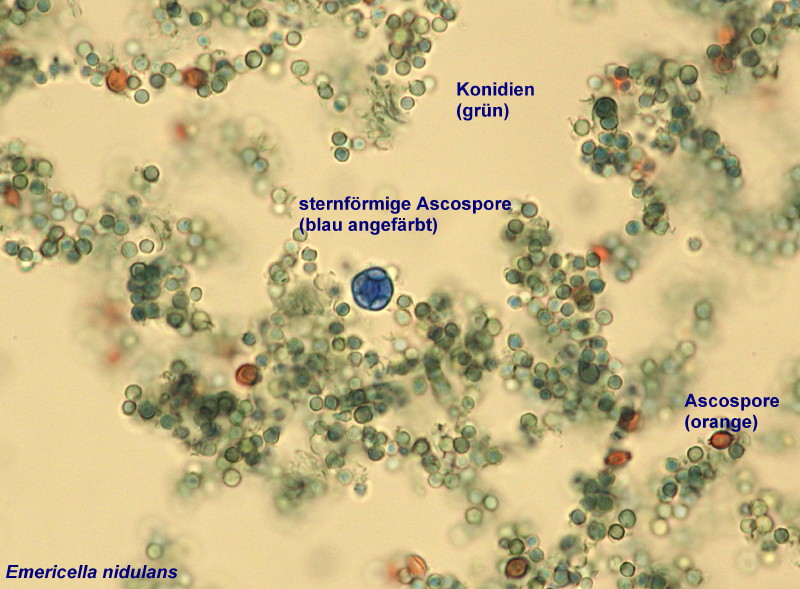 Emericella nidulans un ascomycète microscopique #32756