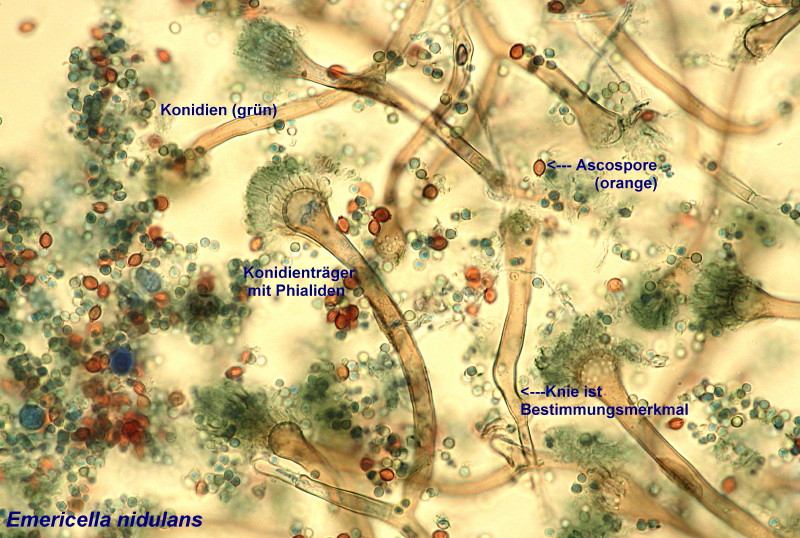 Emericella nidulans un ascomycète microscopique #32754