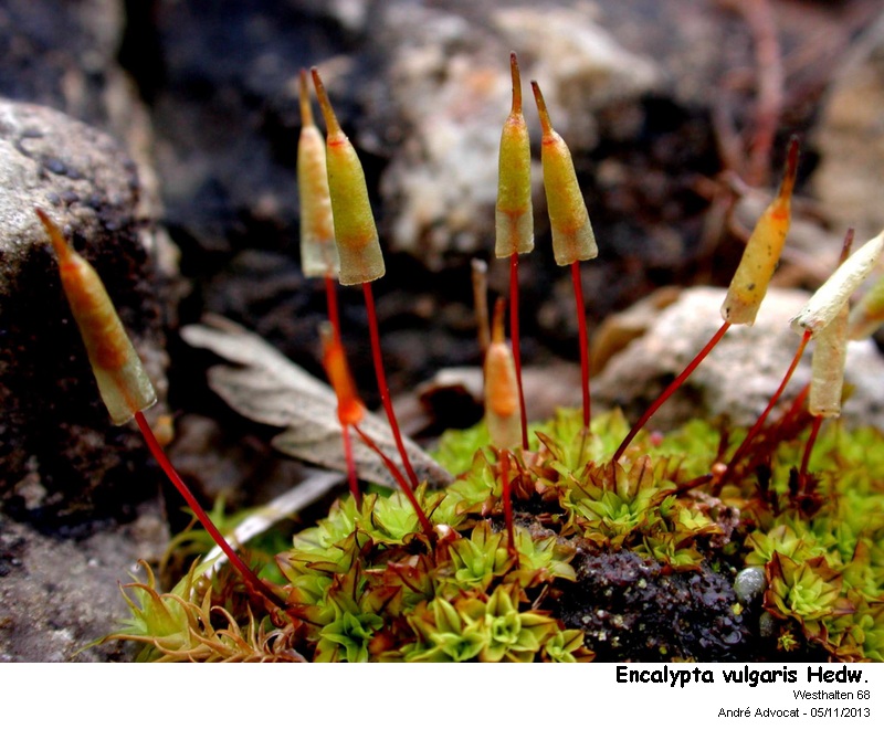 Encalypta vulgaris Hedw. #34623