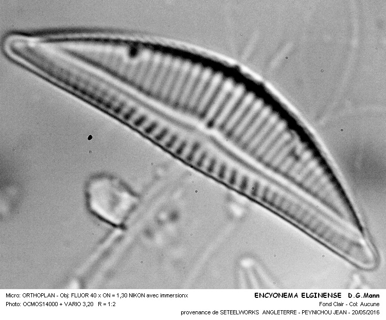 ENCYONEMA ELGINENSE D.G.Mann #45264