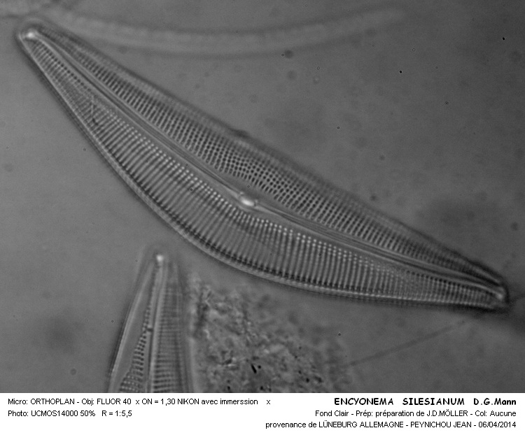 ENCYONEMA SILESIANUM D.G.Mann #37090