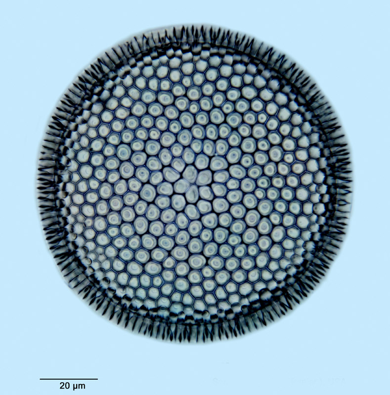 Endyctia robustus (Greville) #33522