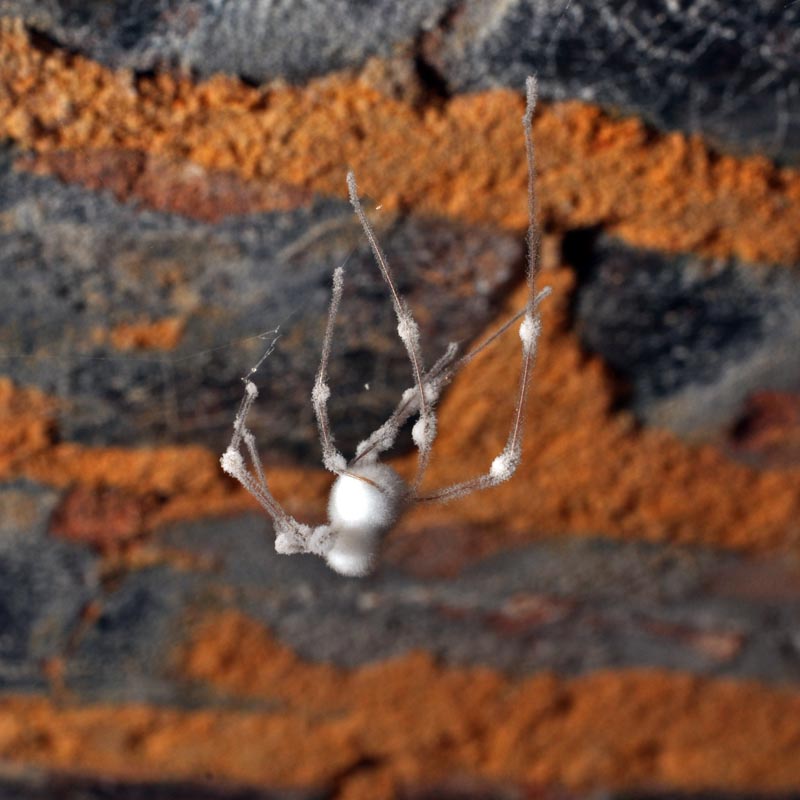 Engyodontium aranearum #36689