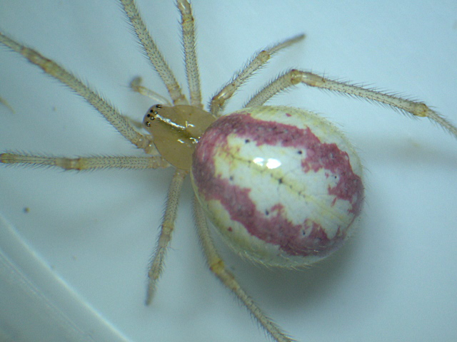 Enoplognatha latimana - Theridiidae #4929