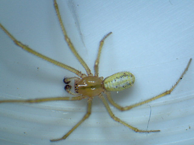Enoplognatha ovata ou latimana - Theridiidae #4829