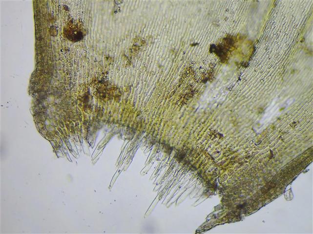 Entodon concinnus (De Not.) Paris #62795