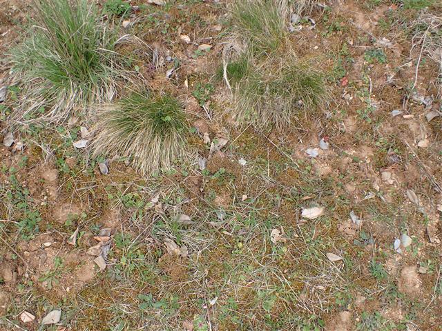 Entodon concinnus (De Not.) Paris #62788