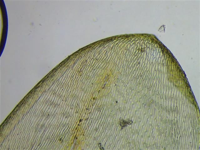Entodon concinnus (De Not.) Paris #62793