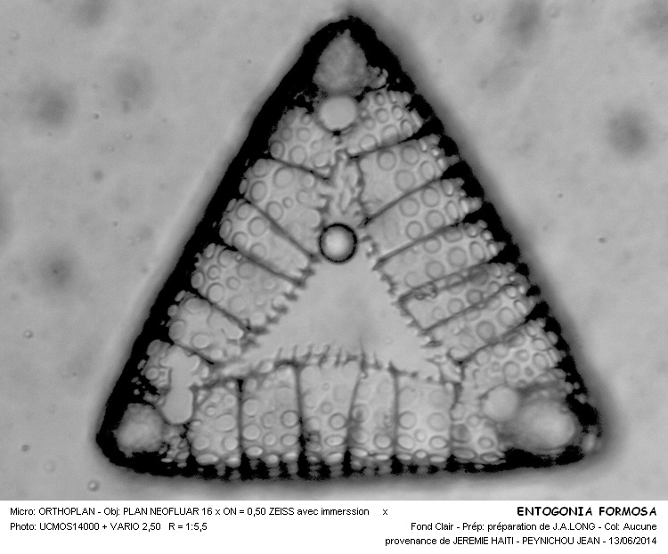 ENTOGONIA FORMOSA #37861
