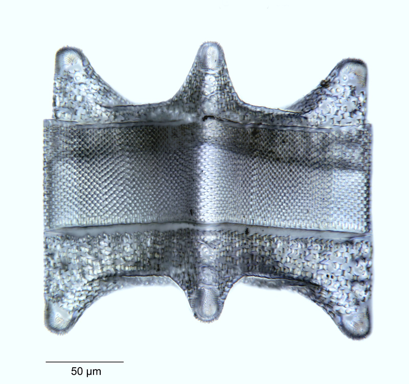 Entogoniopsis novazealandica #54093