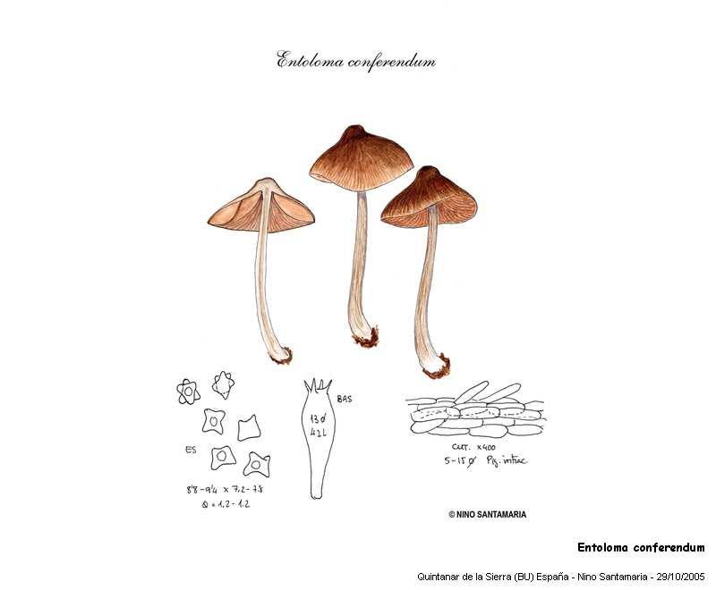 Entoloma conferendum (Britz.) Noordel. #3685