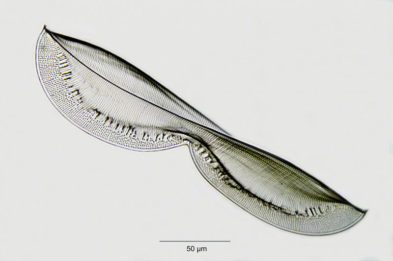 Entomoneis alata (Ehrenberg) Ehrenberg 1845. #18869