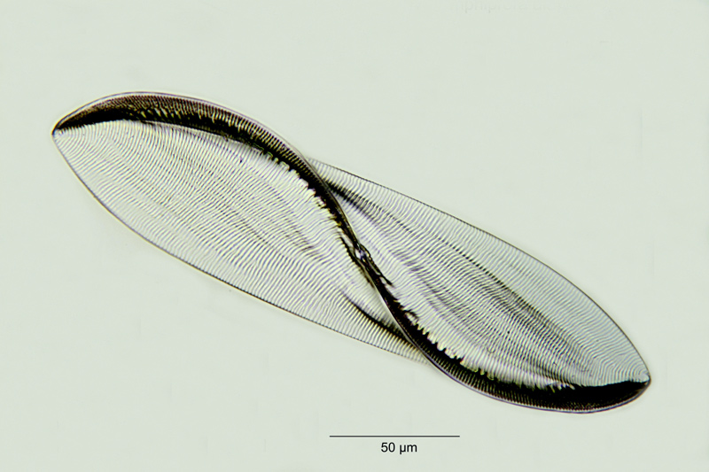 Entomoneis alata (Ehrenberg) Ehrenberg 1845. #18868