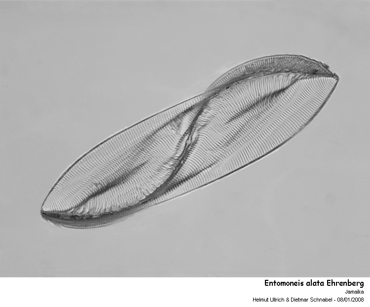 Entomoneis alata Ehrenberg #1990