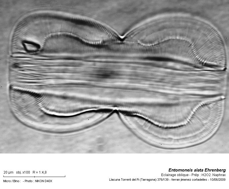Entomoneis alata Ehrenberg #11034