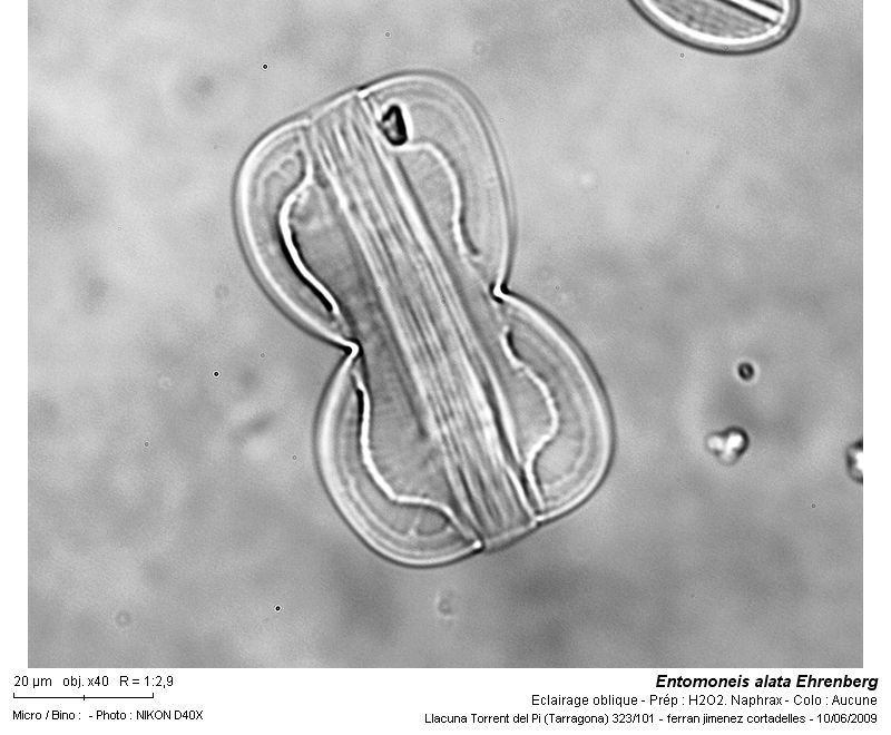 Entomoneis alata Ehrenberg #11033