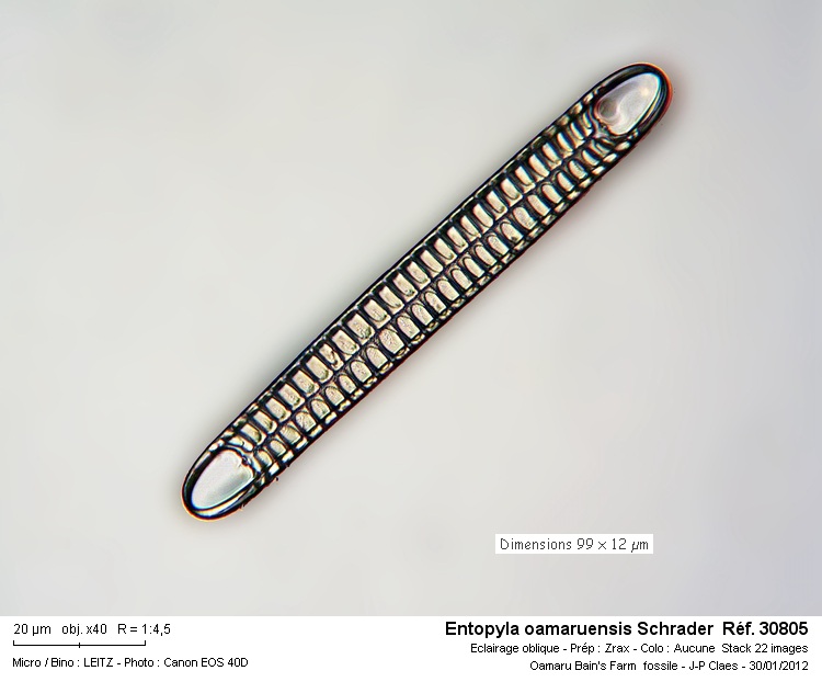 Entopyla oamaruensis #25674