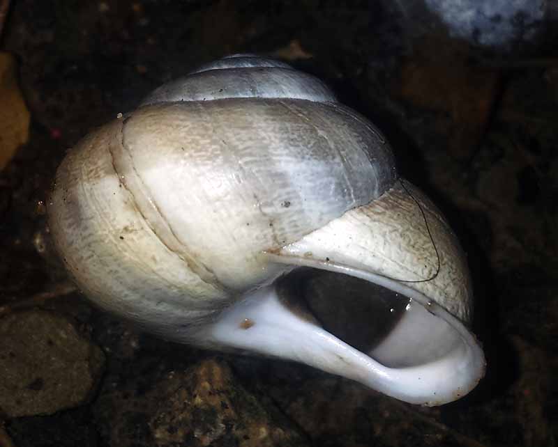 Eobania vermiculata #50648