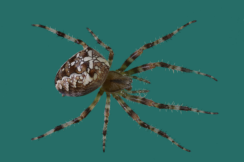 Epeire diadème: Araneus diadematus #56660