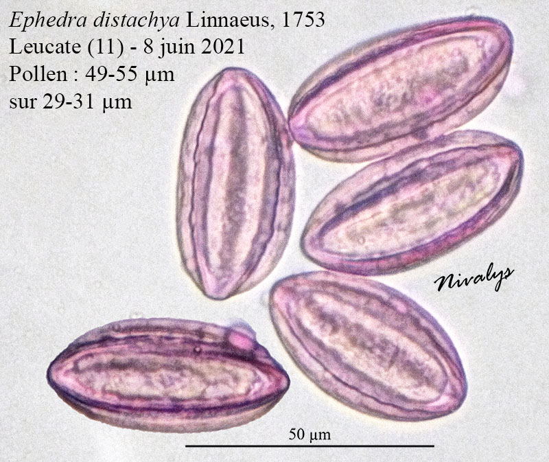 Ephedra distachya #68625