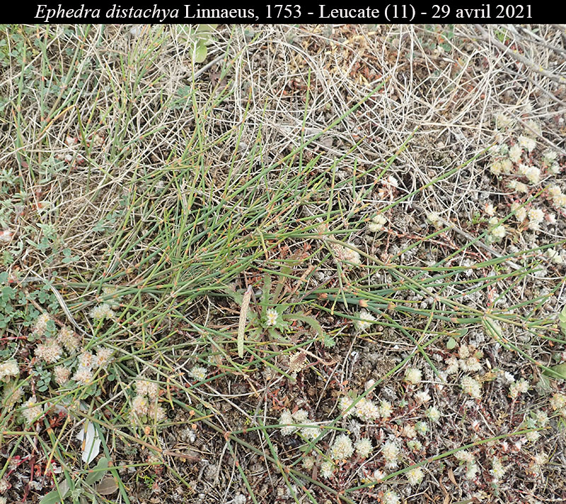 Ephedra distachya #68590