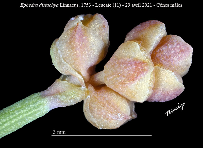 Ephedra distachya #68609