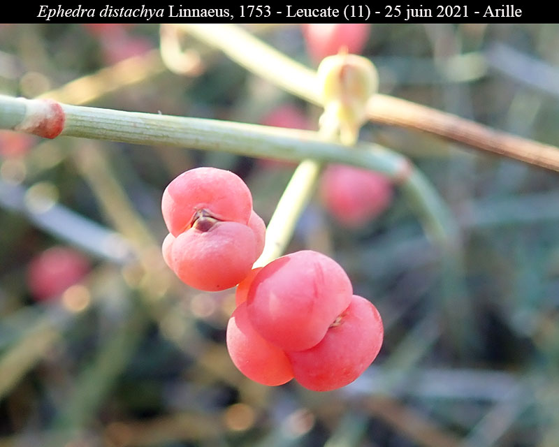 Ephedra distachya #68613