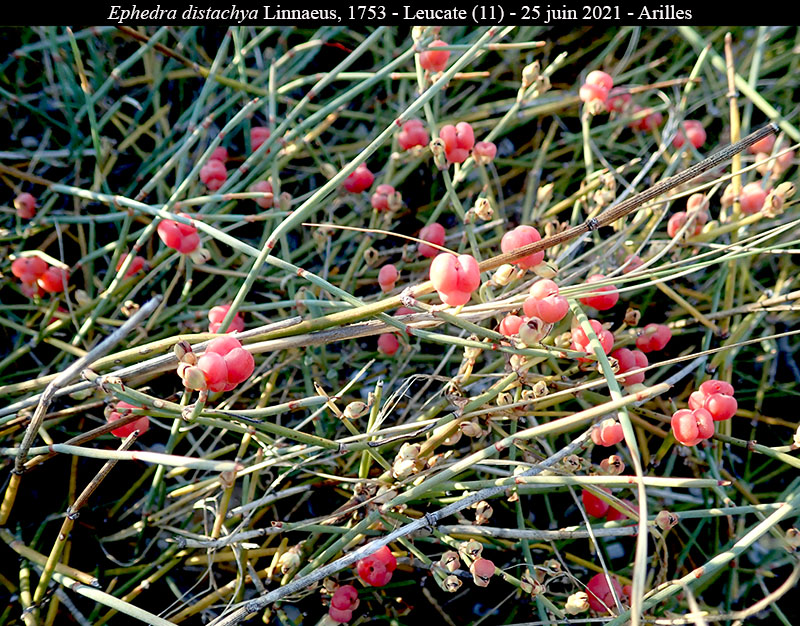 Ephedra distachya #68612