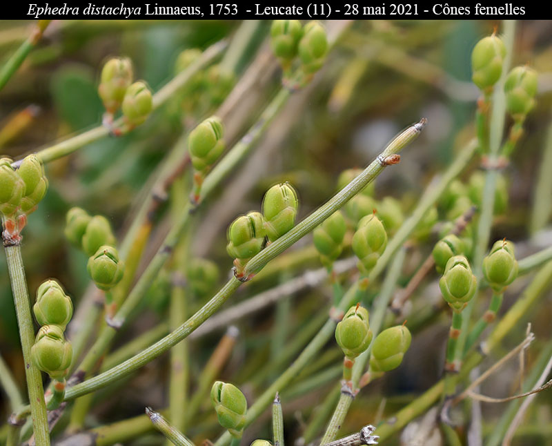 Ephedra distachya #68595