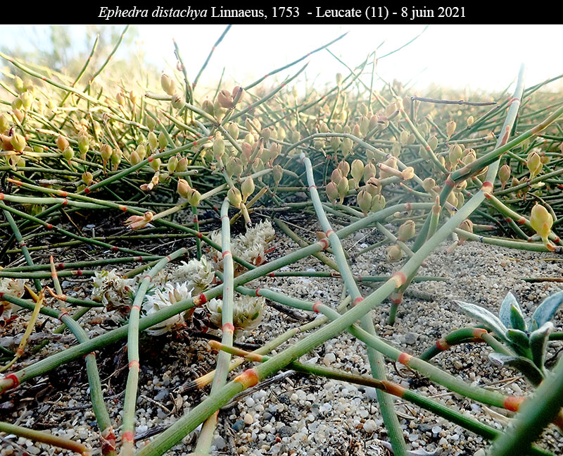 Ephedra distachya #68591
