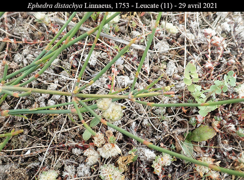 Ephedra distachya #68592