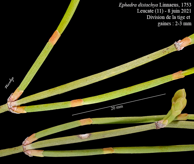 Ephedra distachya #68593