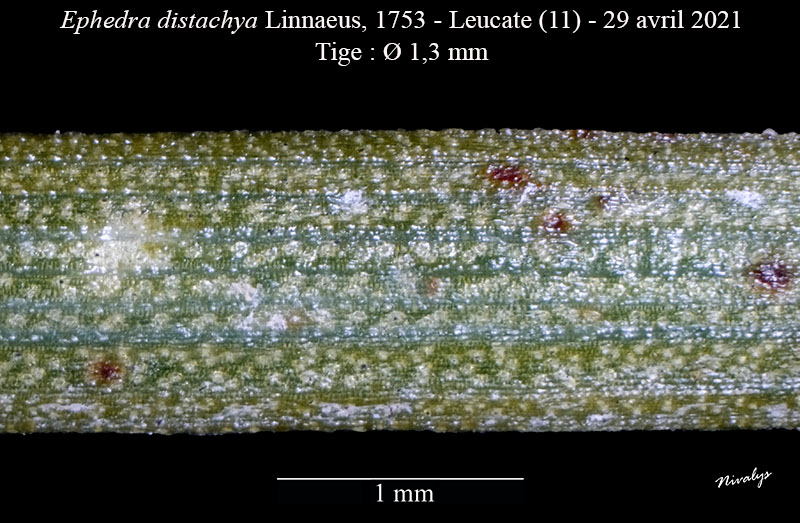 Ephedra distachya #68594