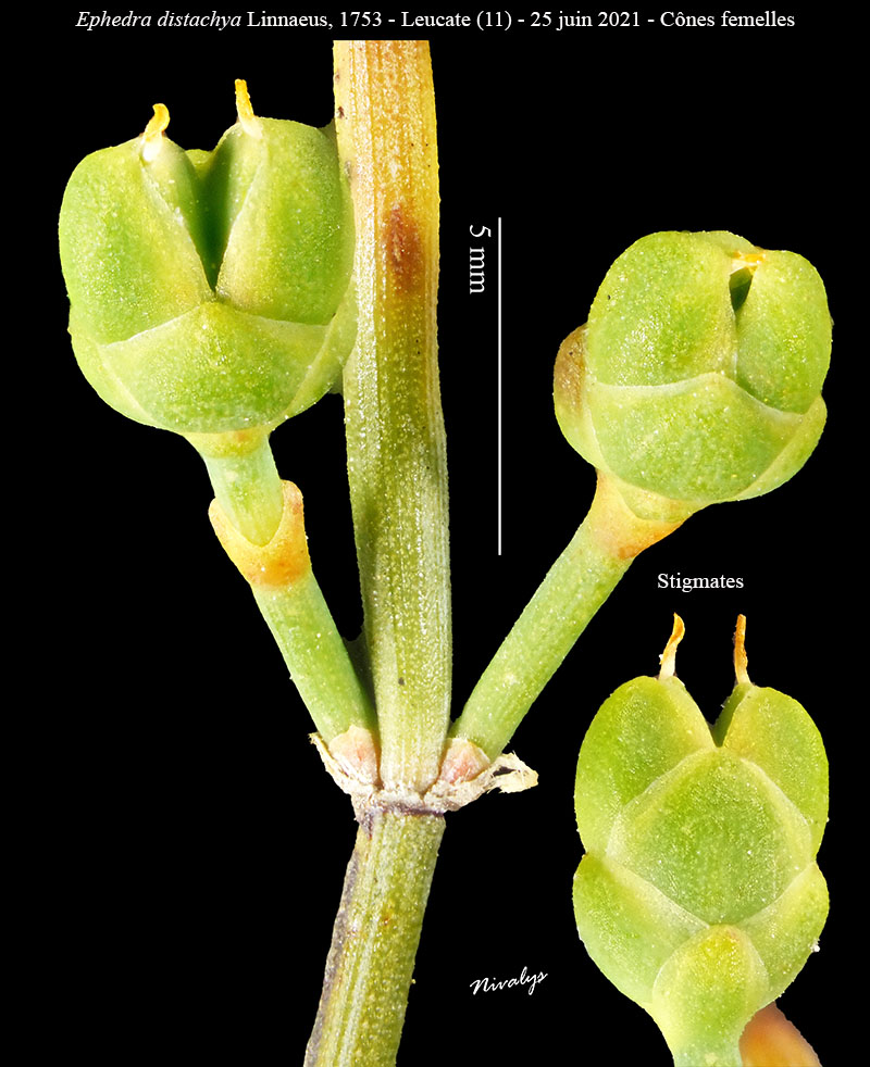 Ephedra distachya #68607